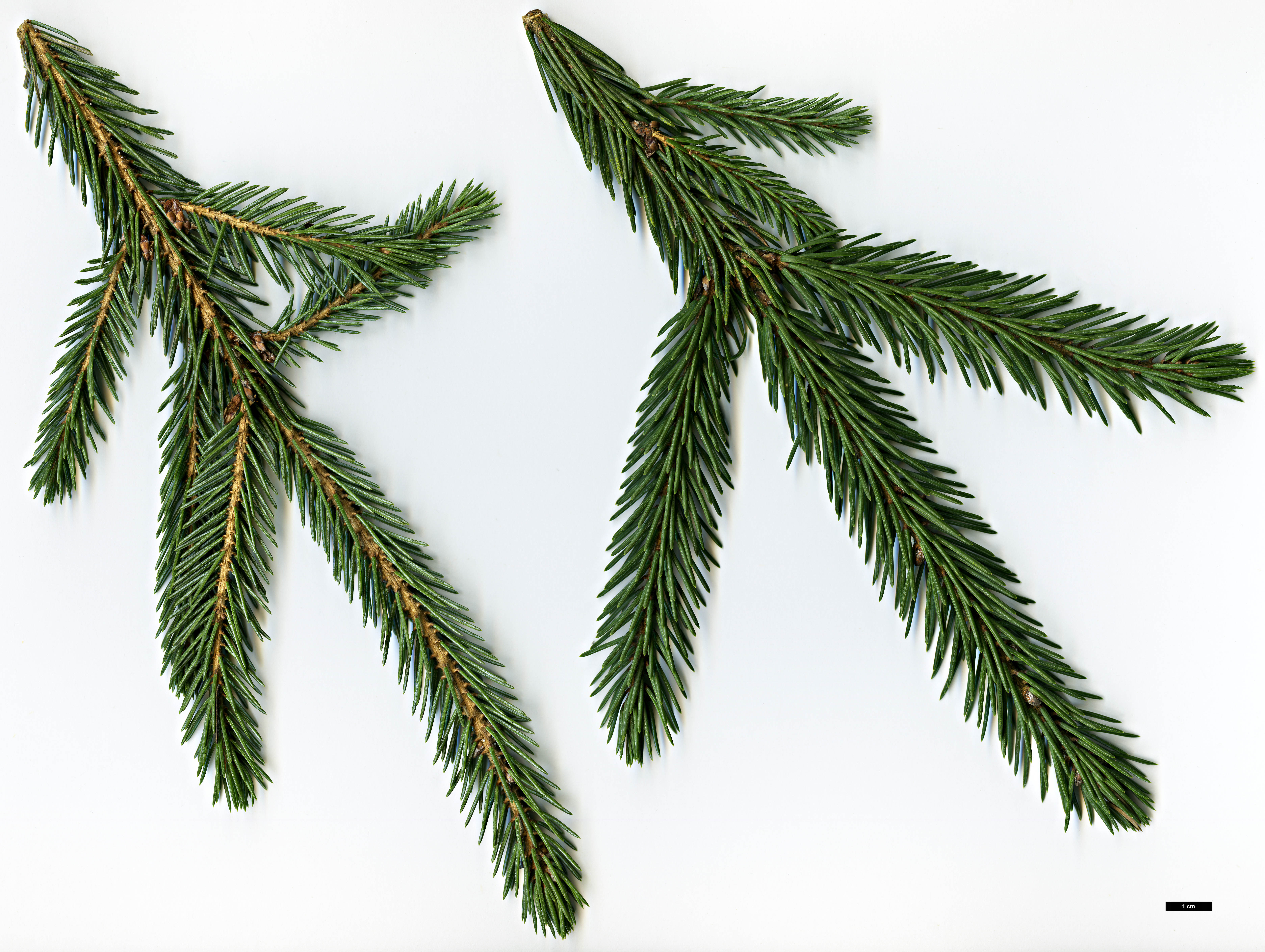 High resolution image: Family: Pinaceae - Genus: Picea - Taxon: likiangensis - SpeciesSub: var. rubescens